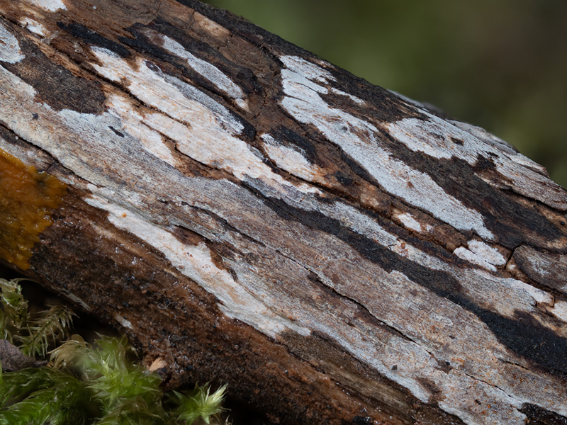 Acanthophysellum cerussatum
